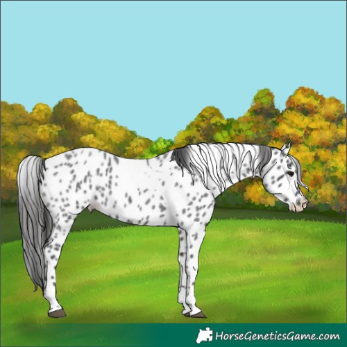 Horse Color:Blue Roan Tobiano Appaloosa