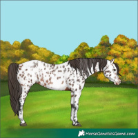 Horse Color:Bay Appaloosa Rabicano  and Bay Appaloosa Rabicano 