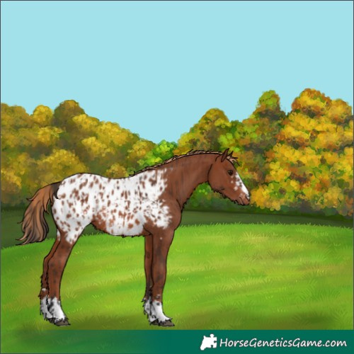 Horse Color:Bay Appaloosa Rabicano  and Chestnut Appaloosa Rabicano 