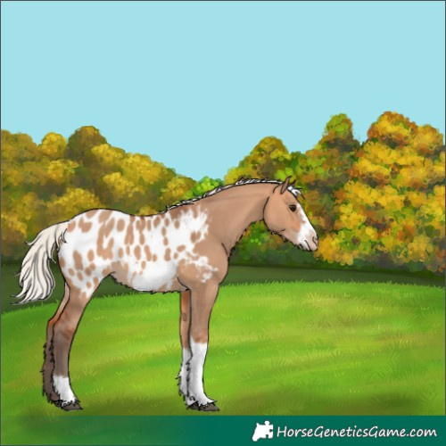 Horse Color:Silver Bay Dun Sabino Tobiano Frame Appaloosa Rabicano 
