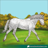 Horse Color:Silver Blue Roan Tobiano Near Leopard