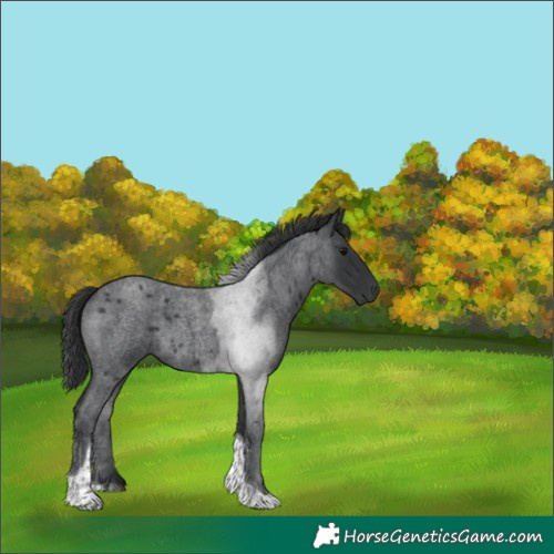 Horse Color:Blue Roan Tobiano 