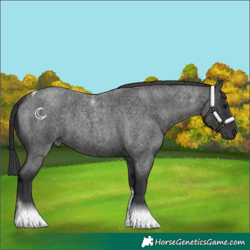 Horse Color:Blue Roan Tobiano 