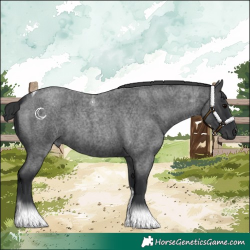Horse Color:Blue Roan Tobiano 