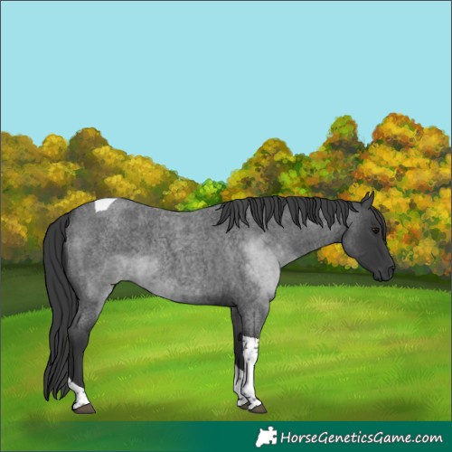 Horse Color:Blue Roan Tobiano