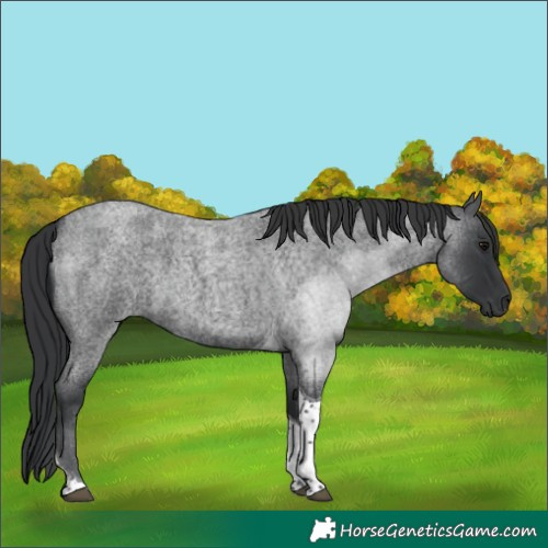 Horse Color:Blue Roan Tobiano 