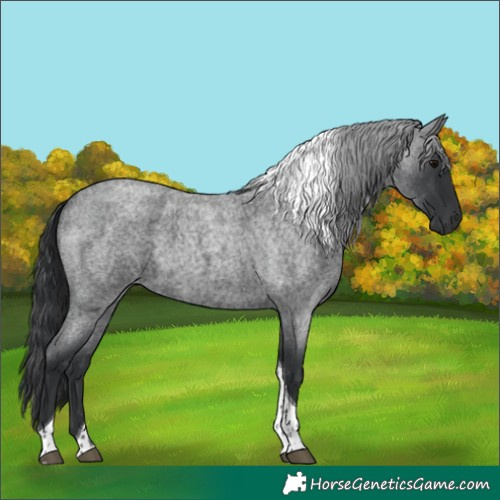 Horse Color:Blue Roan Tobiano 