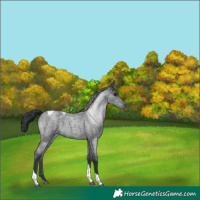 Horse Color:Blue Roan Tobiano 