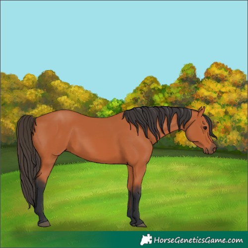 Horse Color:Bay 