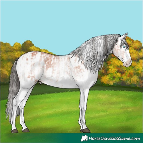 Horse Color:White Spotted Bay Splash  and White Spotted Bay Splash 