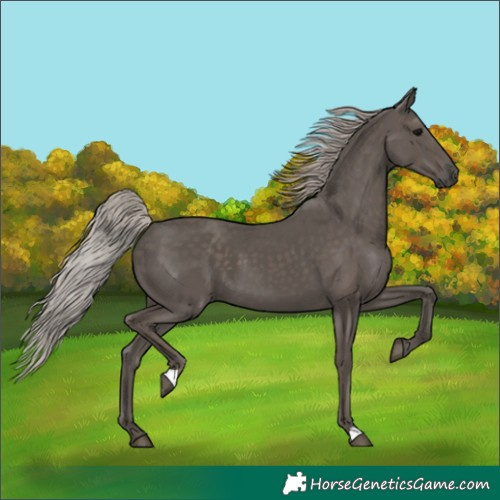 Horse Color:Silver Black 