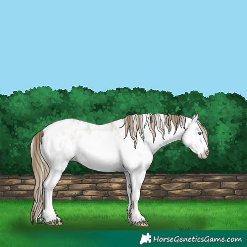 Horse Color:White Spotted Smoky Grullo Pearl Appaloosa