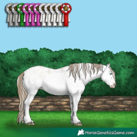 Horse Color:White Spotted Smoky Grullo Pearl Appaloosa