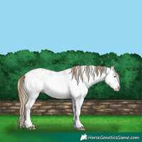 Horse Color:White Spotted Smoky Grullo Pearl Appaloosa 