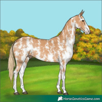 Horse Color:Chestnut Sabino 