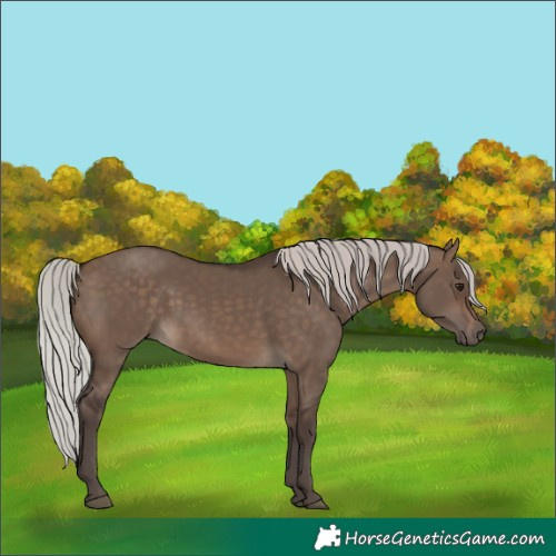 Horse Color:Silver Brown Dun 