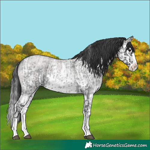 Horse Color:Blue Roan Sabino Splash  and Grullo Roan Sabino Splash 