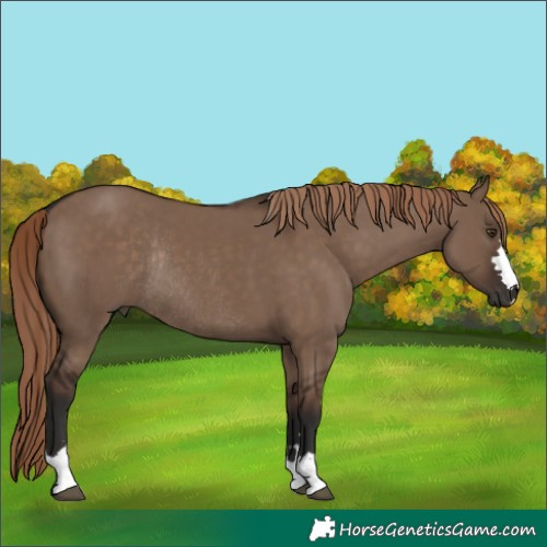 Horse Color:Liver Red Dun Rabicano