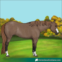 Horse Color:Liver Red Dun Rabicano