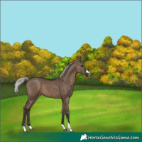 Horse Color:Silver Brown Dun 