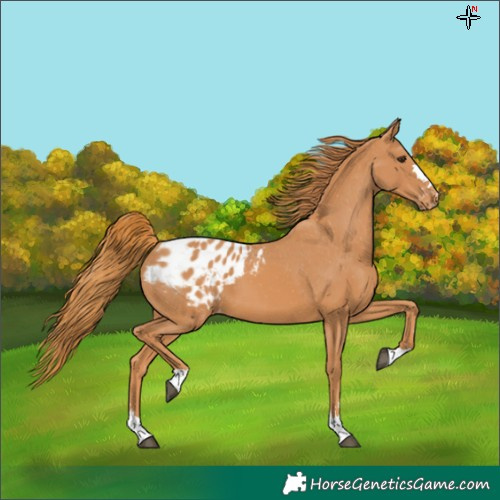 Horse Color:Chestnut Appaloosa