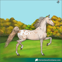 Horse Color:Chestnut Appaloosa 