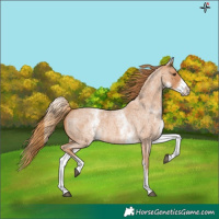 Horse Color:White Spotted Red Roan