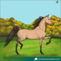 Horse Color:Bay Dun 