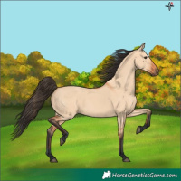 Horse Color:Bay Dun 