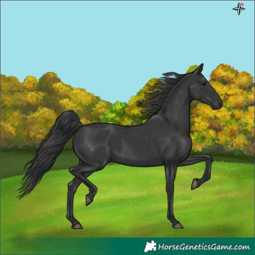 Horse Color:Black Rabicano 