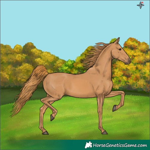 Horse Color:Chestnut Rabicano 