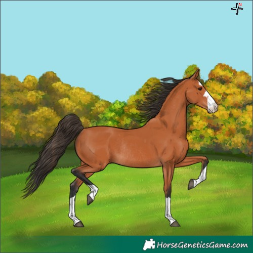 Horse Color:Bay Rabicano