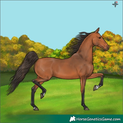 Horse Color:Bay Rabicano 