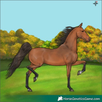 Horse Color:Bay Rabicano 