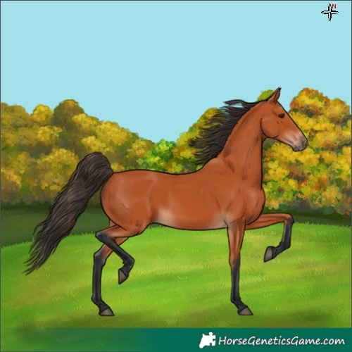 Horse Color:Bay Rabicano 