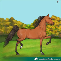 Horse Color:Bay 