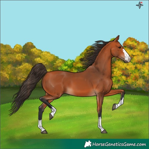 Horse Color:Bay 