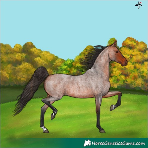 Horse Color:Bay Roan 