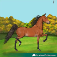 Horse Color:Bay 