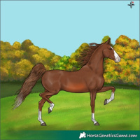 Horse Color:Chestnut Splash