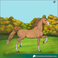 Horse Color:Chestnut Splash 