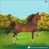 Horse Color:Bay Splash 