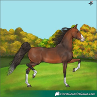 Horse Color:Bay Splash 
