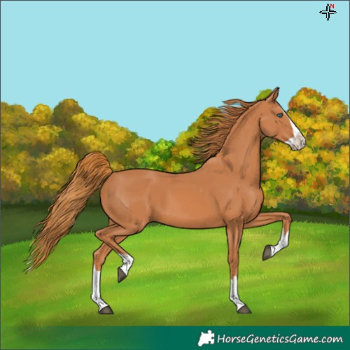 Horse Color:Chestnut Splash 