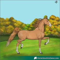 Horse Color:Chestnut Splash