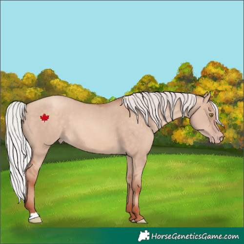 Horse Color:Silver Sable Champagne Dun 
