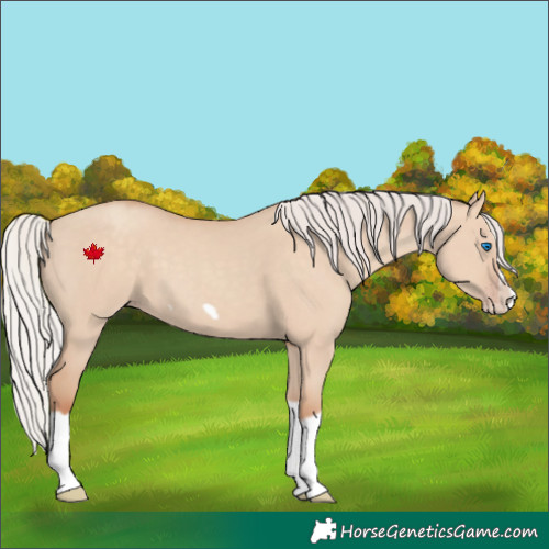 Horse Color:Silver Classic Champagne Dun Splash Frame 