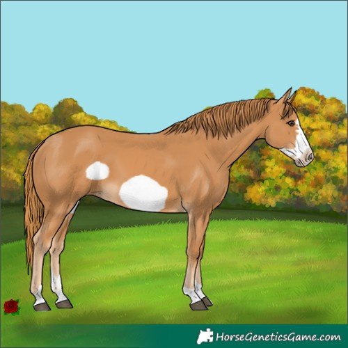 Horse Color:Chestnut Frame