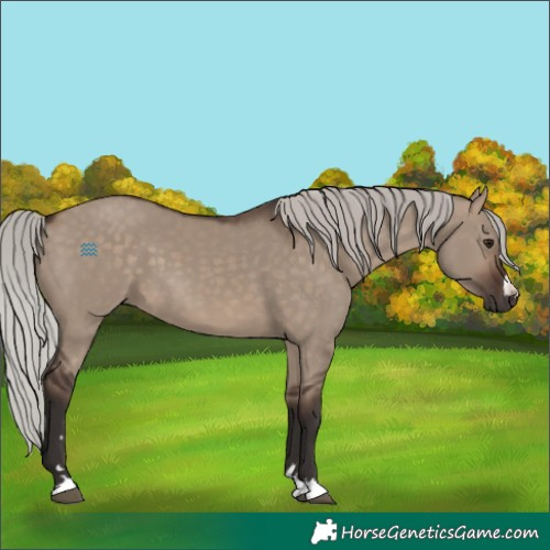 Horse Color:Silver Brown Dun