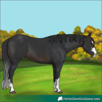 Horse Color:Brown 